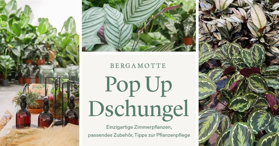 Pop Up Jungle | Events, Things to | EVENTLAND